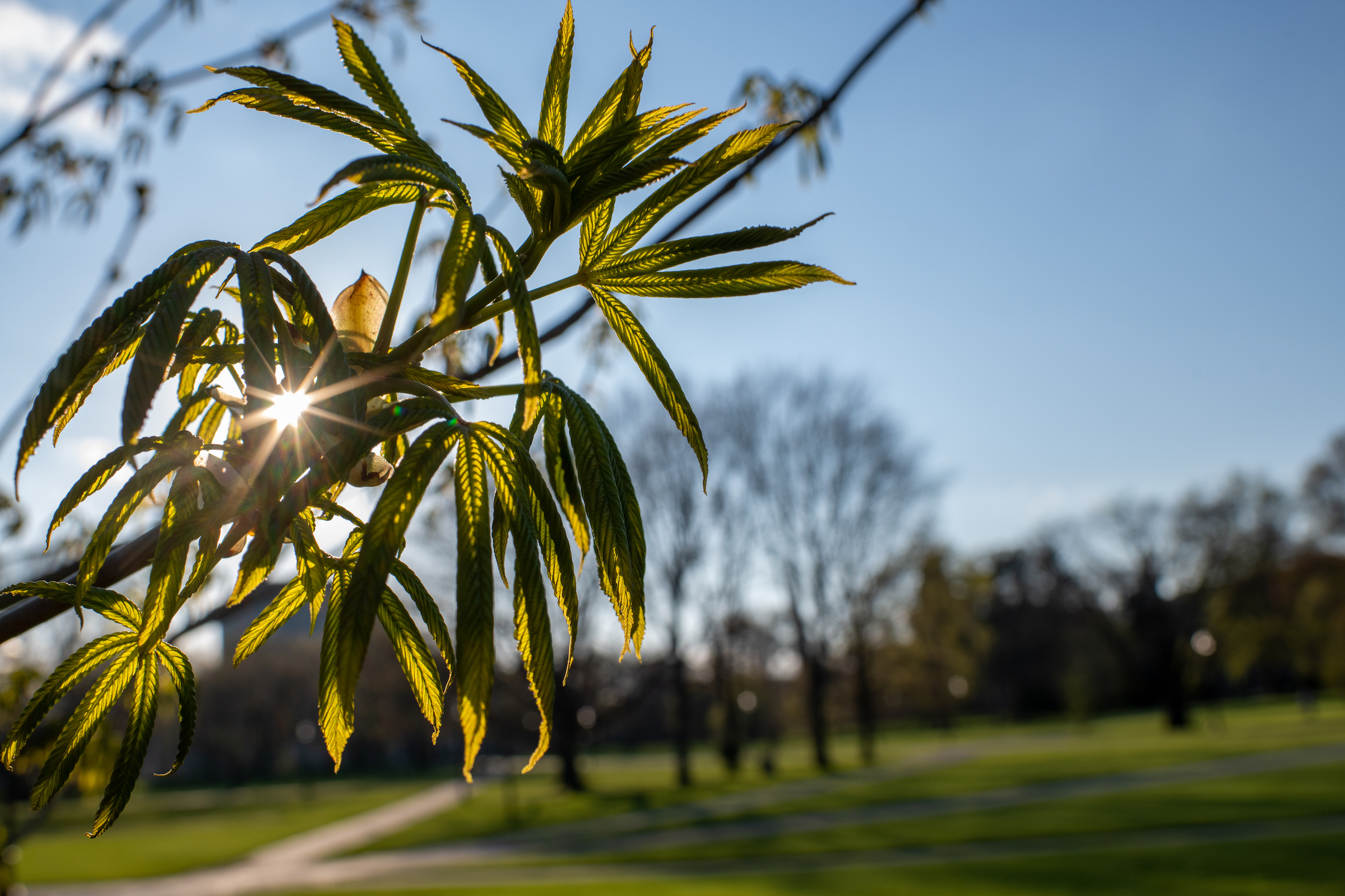 Picture of Buckeye Tree with sun behind it, on Ohio State Campus