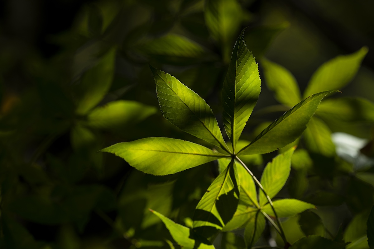 Picture of Buckeye leaves in the shade.