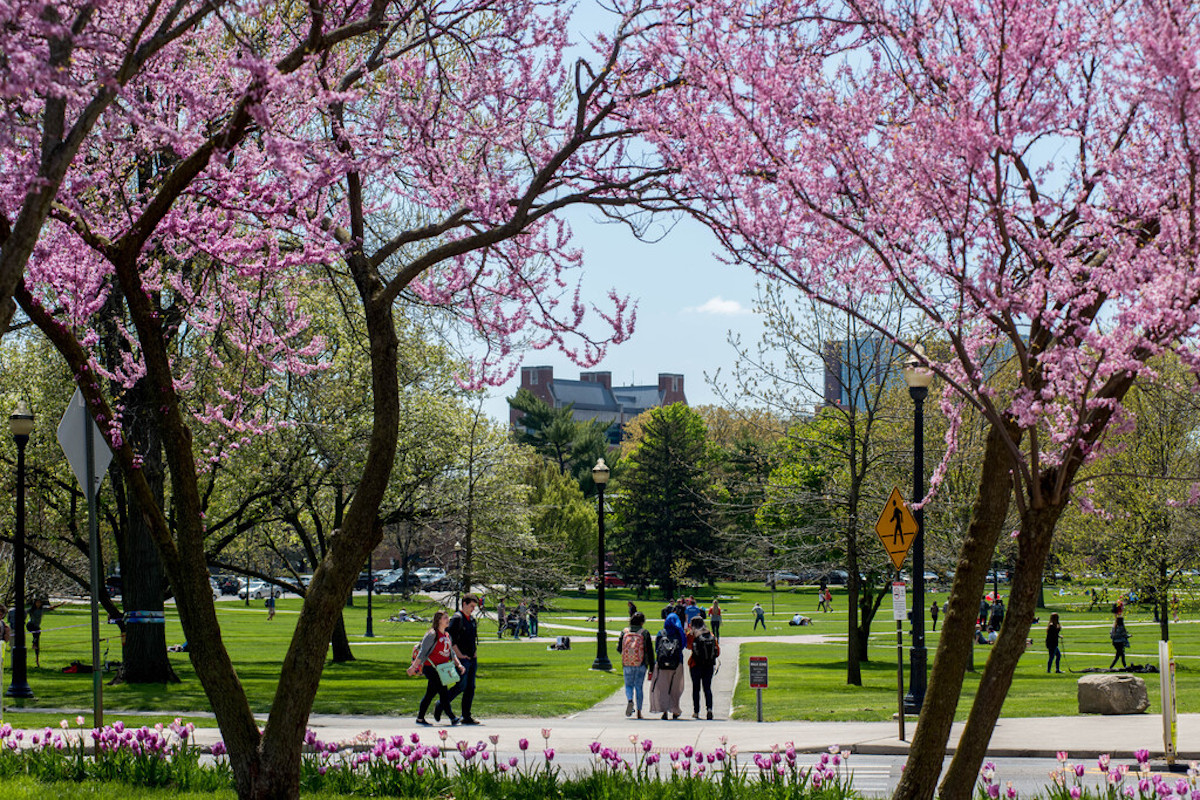 Picture of Cherry Blossoms blooming on the oval with students walking in the background.